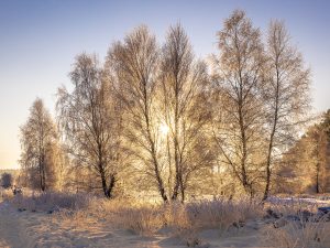 Lüneburger Heide 2022